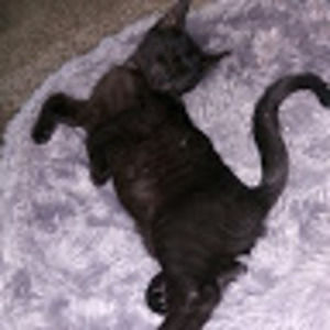 Meet your Posher, Lynette